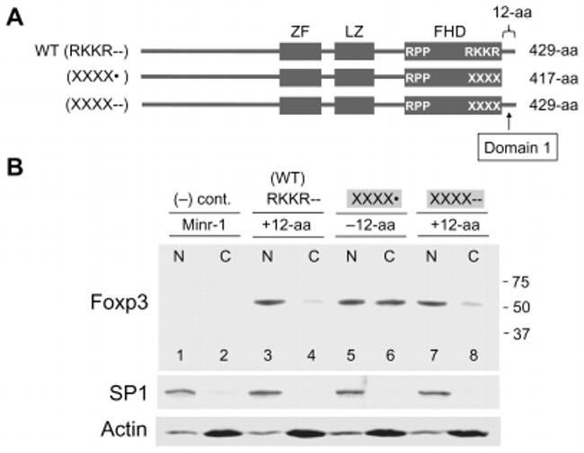 FOXP3 Antibody in Western Blot (WB)