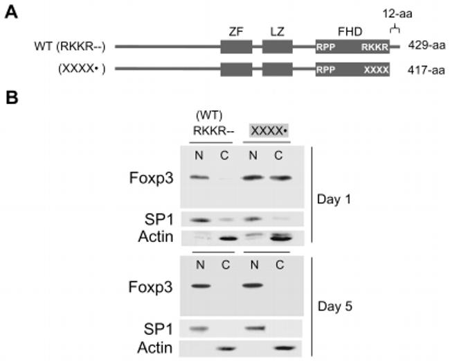 FOXP3 Antibody in Western Blot (WB)