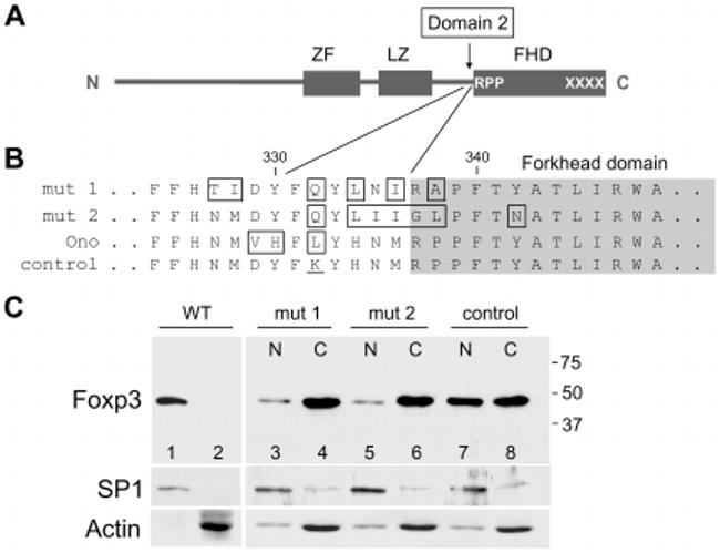 FOXP3 Antibody in Western Blot (WB)