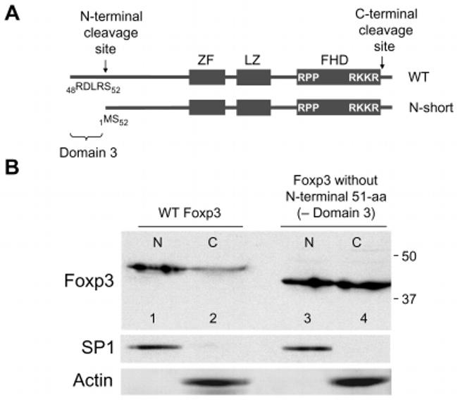 FOXP3 Antibody in Western Blot (WB)