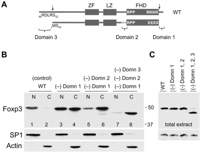 FOXP3 Antibody in Western Blot (WB)