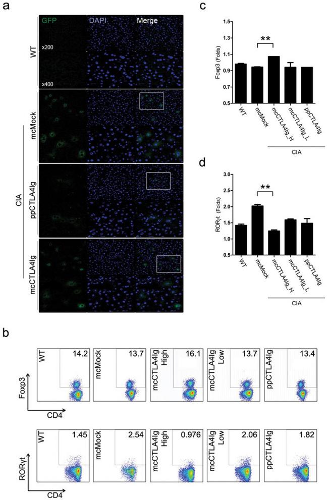 ROR gamma (t) Antibody in Flow Cytometry (Flow)