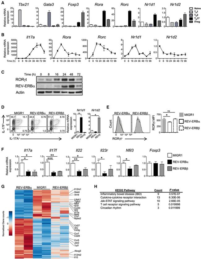 ROR gamma Antibody