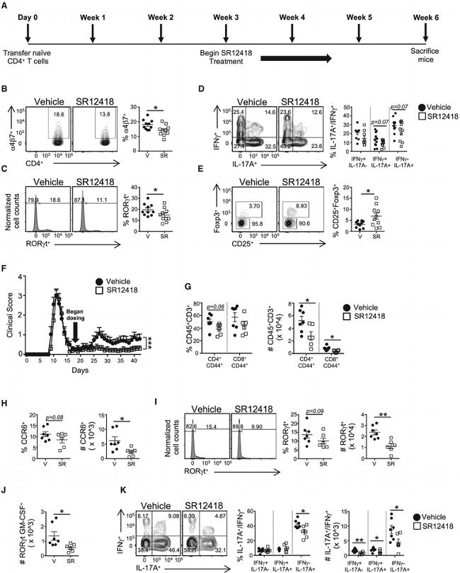 CD196 (CCR6) Antibody in Flow Cytometry (Flow)