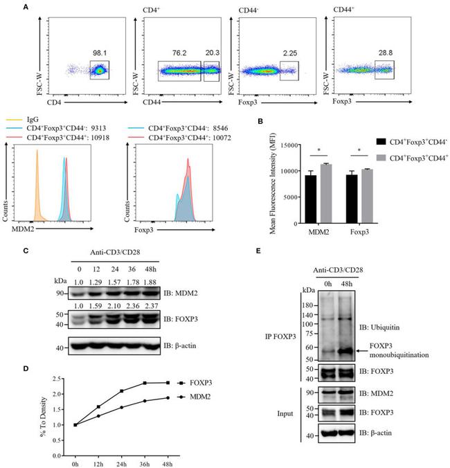 FOXP3 Antibody in Western Blot, Flow Cytometry (WB, Flow)