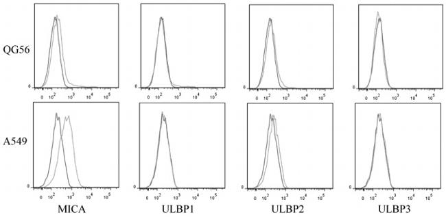 MICA/B Antibody in Flow Cytometry (Flow)