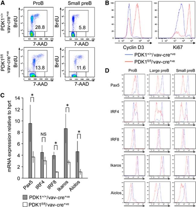 Aiolos Antibody in Flow Cytometry (Flow)