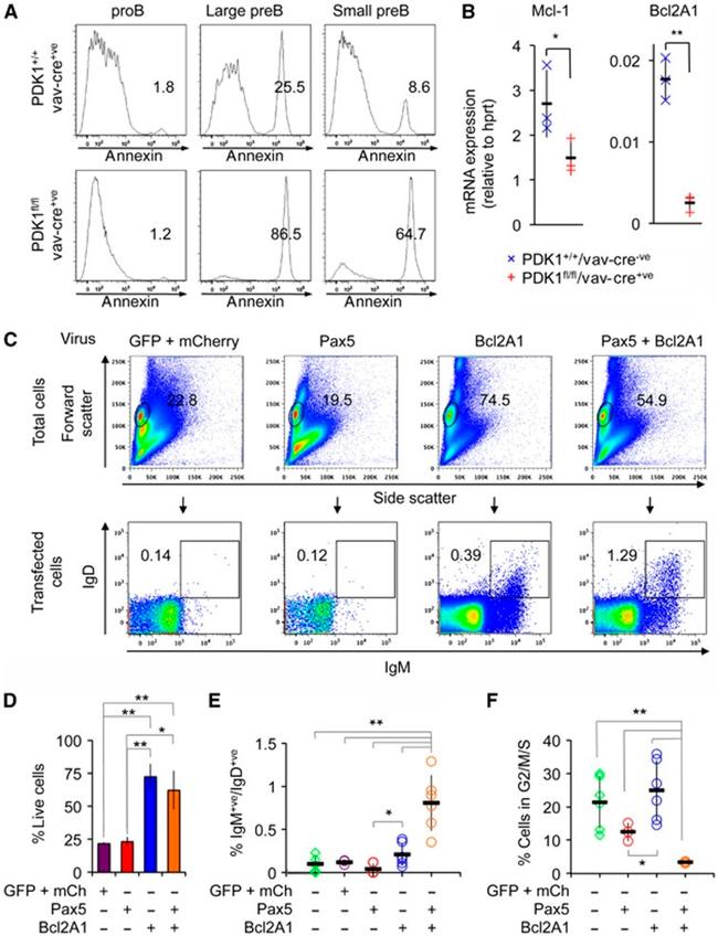 PAX5 Antibody in Flow Cytometry (Flow)