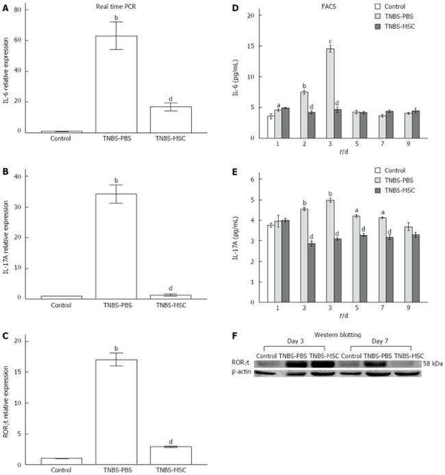 ROR gamma (t) Antibody in Western Blot (WB)