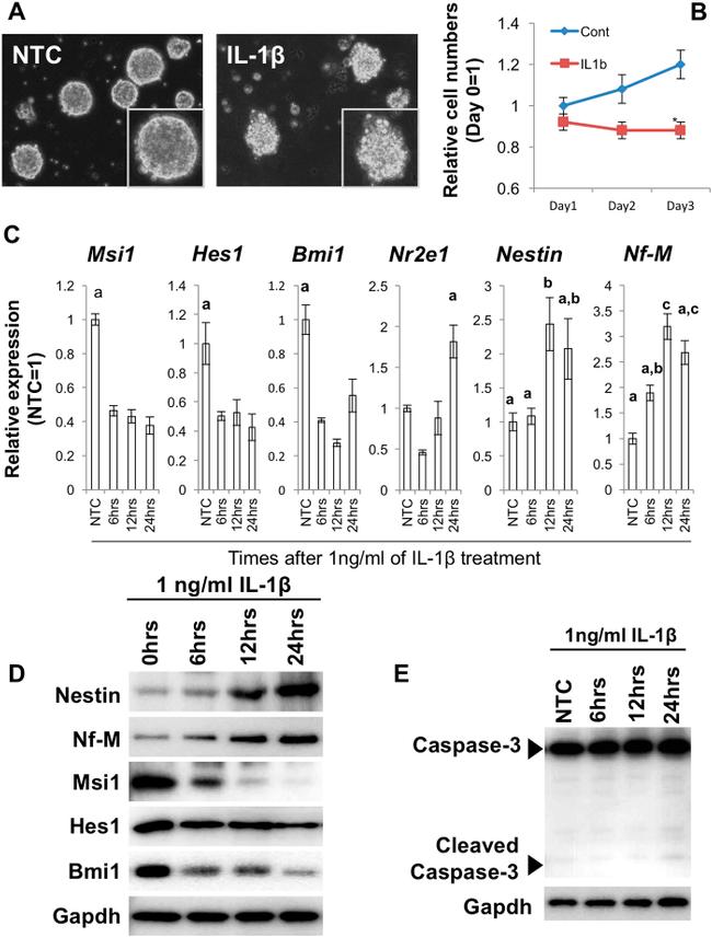 Nestin Antibody in Western Blot (WB)