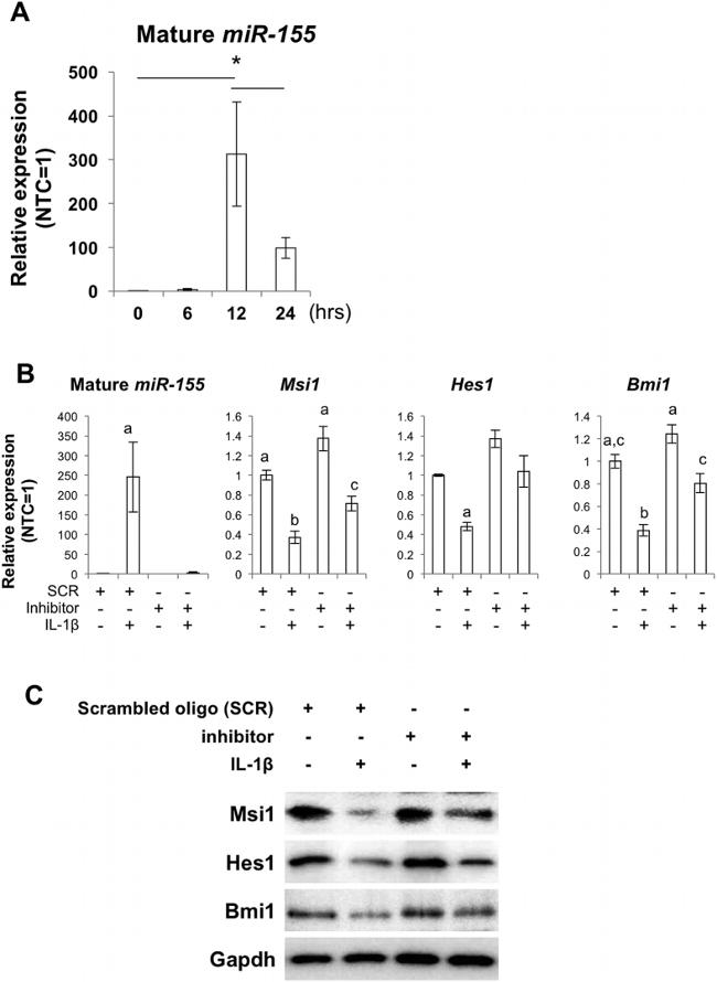 Musashi-1 Antibody in Western Blot (WB)