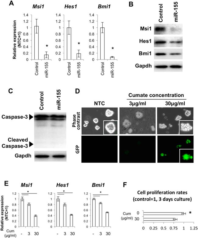 Musashi-1 Antibody in Western Blot (WB)