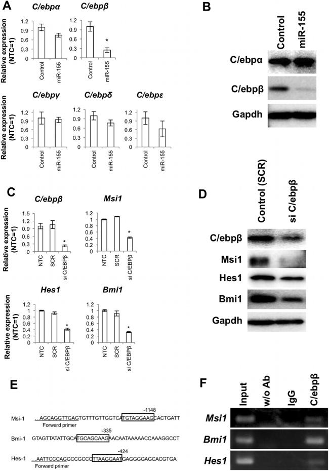 Musashi-1 Antibody in Western Blot (WB)