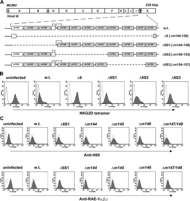 MULT1 (NKG2D Ligand) Antibody in Flow Cytometry (Flow)