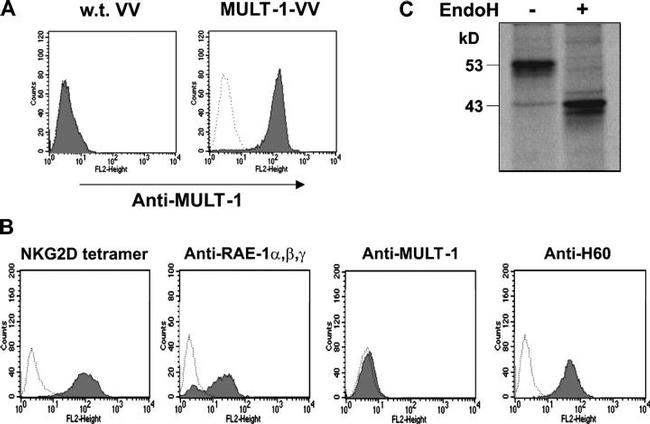 MULT1 (NKG2D Ligand) Antibody in Flow Cytometry (Flow)