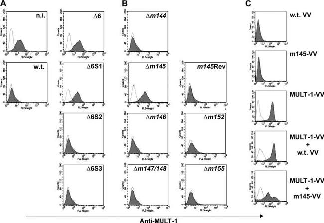 MULT1 (NKG2D Ligand) Antibody in Flow Cytometry (Flow)