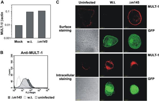 MULT1 (NKG2D Ligand) Antibody in Flow Cytometry (Flow)