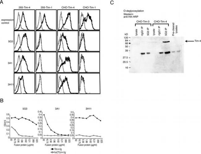 TIM-4 Antibody in Western Blot (WB)