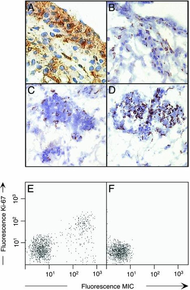 CD314 (NKG2D) Antibody in Immunohistochemistry, Flow Cytometry (IHC, Flow)