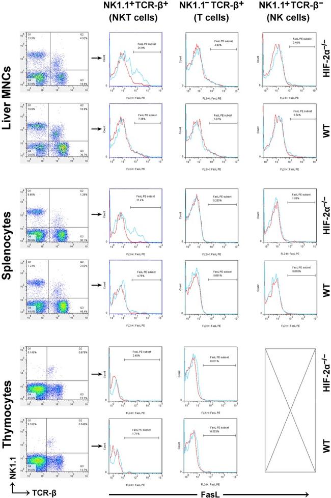 NK1.1 Antibody in Flow Cytometry (Flow)