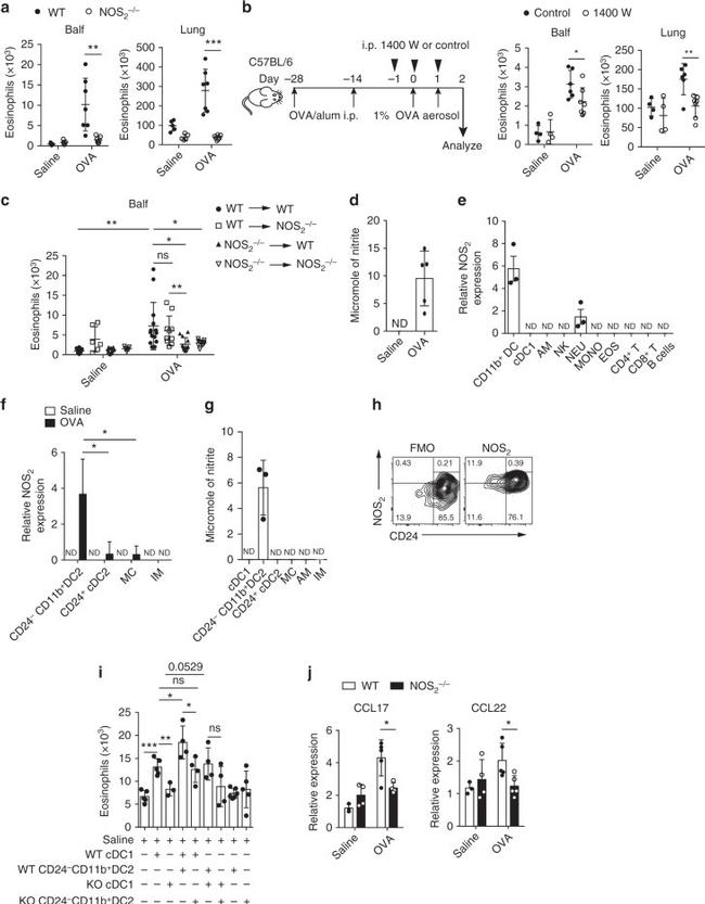 iNOS Antibody in Flow Cytometry (Flow)