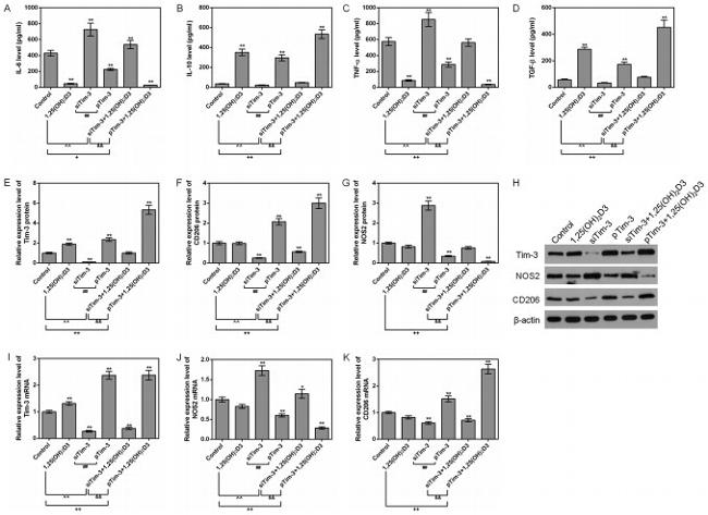 iNOS Antibody in Western Blot (WB)