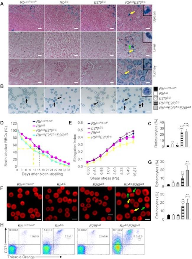 CD71 (Transferrin Receptor) Antibody in Flow Cytometry (Flow)