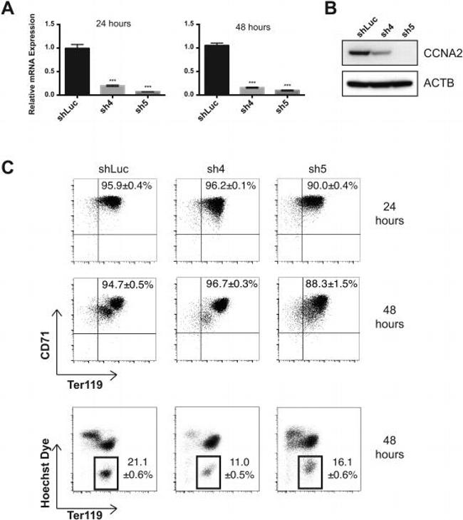 TER-119 Antibody in Flow Cytometry (Flow)