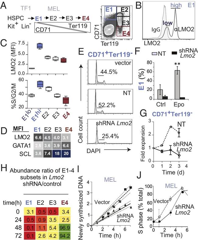 TER-119 Antibody in Flow Cytometry (Flow)