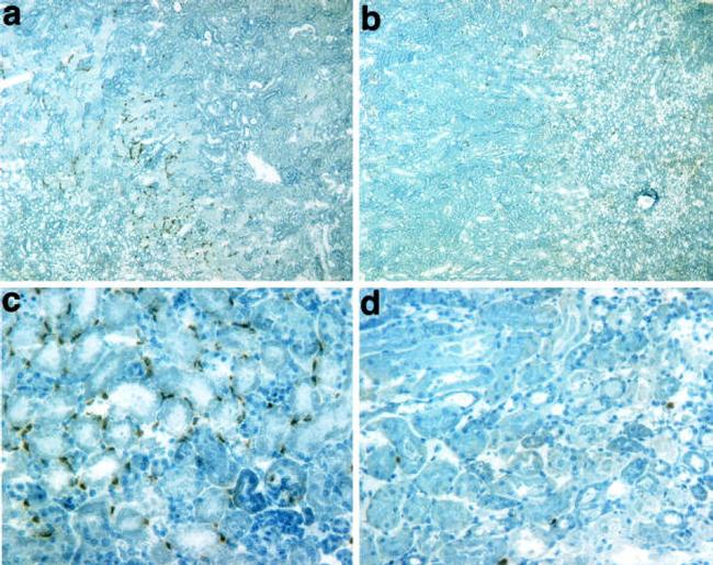 Ly-6G/Ly-6C Antibody in Immunohistochemistry (IHC)