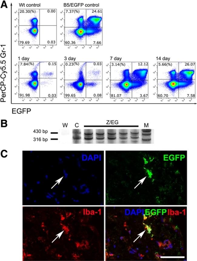 Ly-6G/Ly-6C Antibody in Flow Cytometry (Flow)