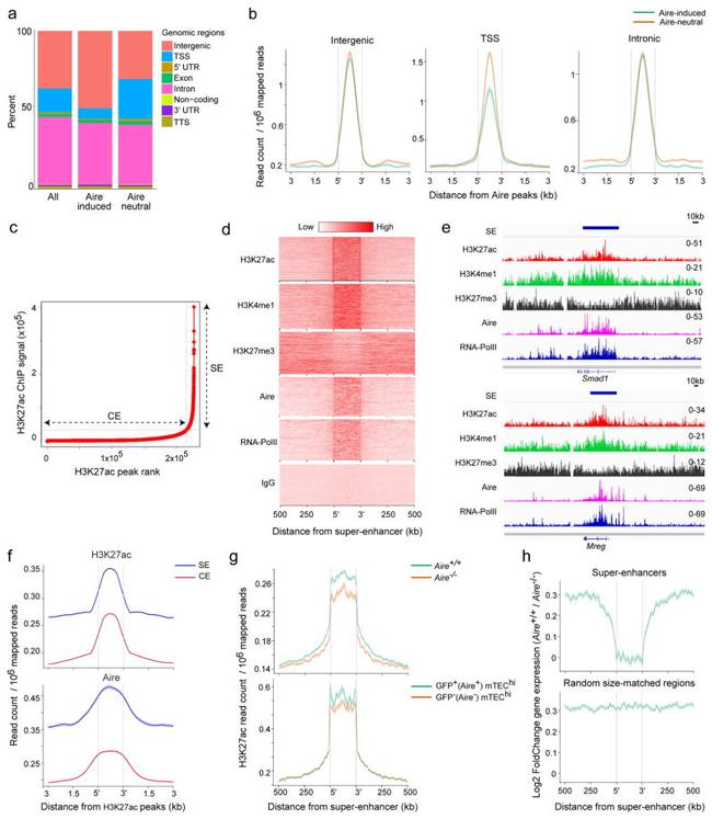 AIRE Antibody in ChIP Assay (ChIP)