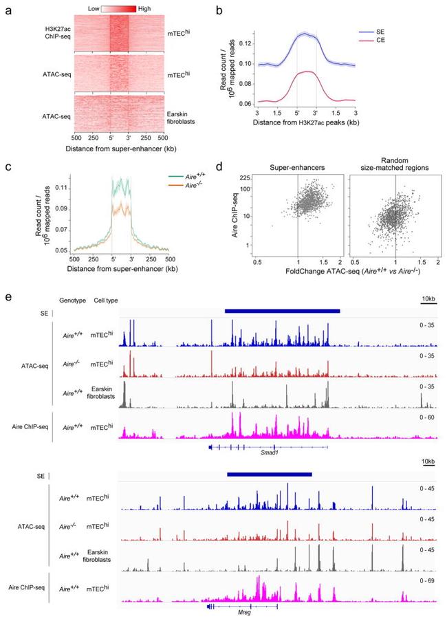 AIRE Antibody in ChIP Assay (ChIP)