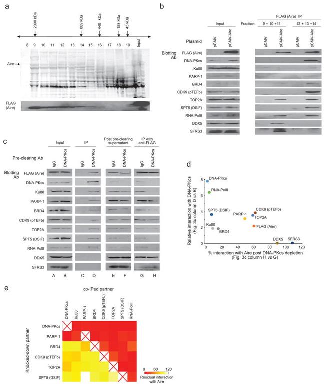 AIRE Antibody in Western Blot (WB)