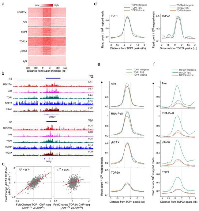 AIRE Antibody in ChIP Assay (ChIP)