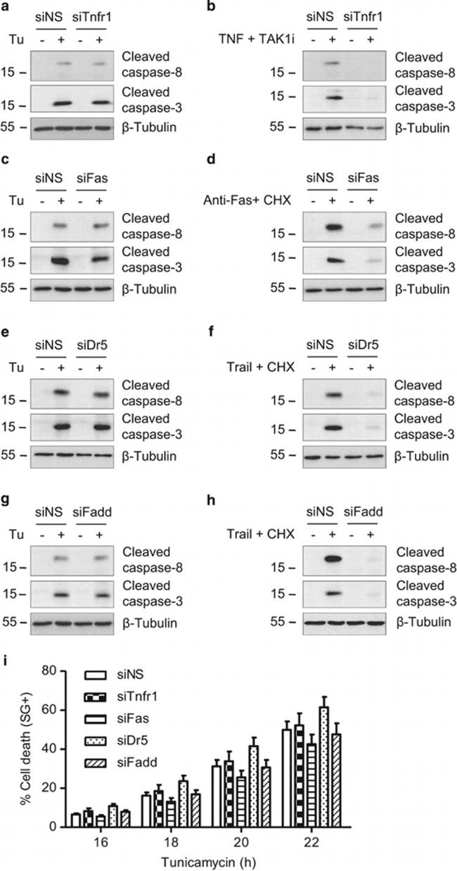 CD253 (TRAIL) Antibody in Neutralization (Neu)