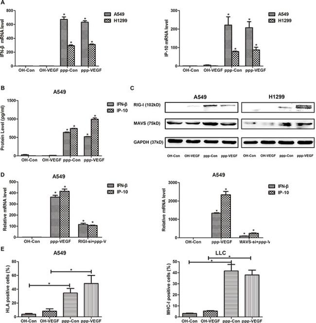 HLA-ABC Antibody in Flow Cytometry (Flow)