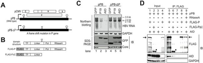 AID Antibody in Western Blot (WB)