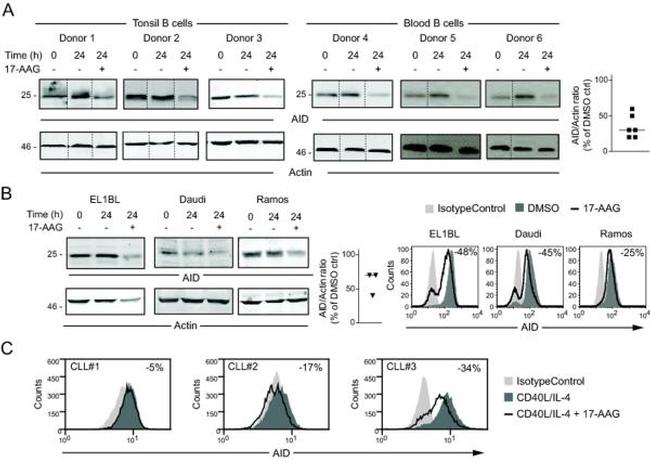 AID Antibody in Western Blot, Flow Cytometry (WB, Flow)