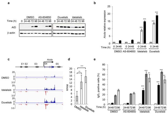 AID Antibody in Western Blot (WB)