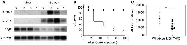 CD270 (HVEM) Antibody in Western Blot (WB)