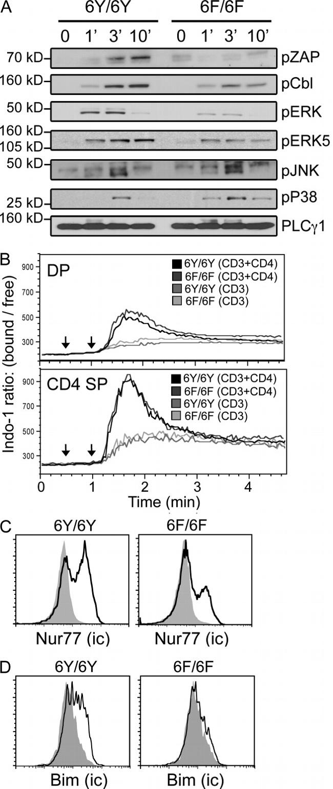 Nur77 Antibody in Flow Cytometry (Flow)