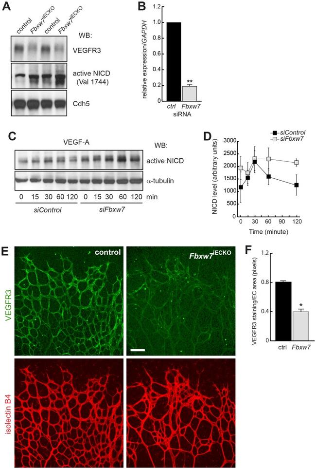 VEGF Receptor 3 Antibody in Western Blot, Immunohistochemistry (WB, IHC)