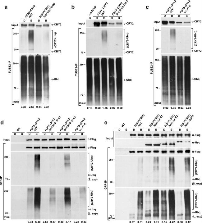 Ubiquitin Antibody in Western Blot (WB)