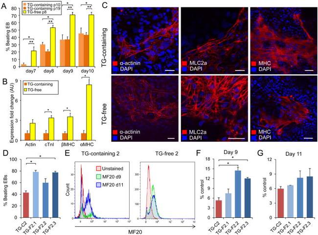 Myosin 4 Antibody in Flow Cytometry (Flow)