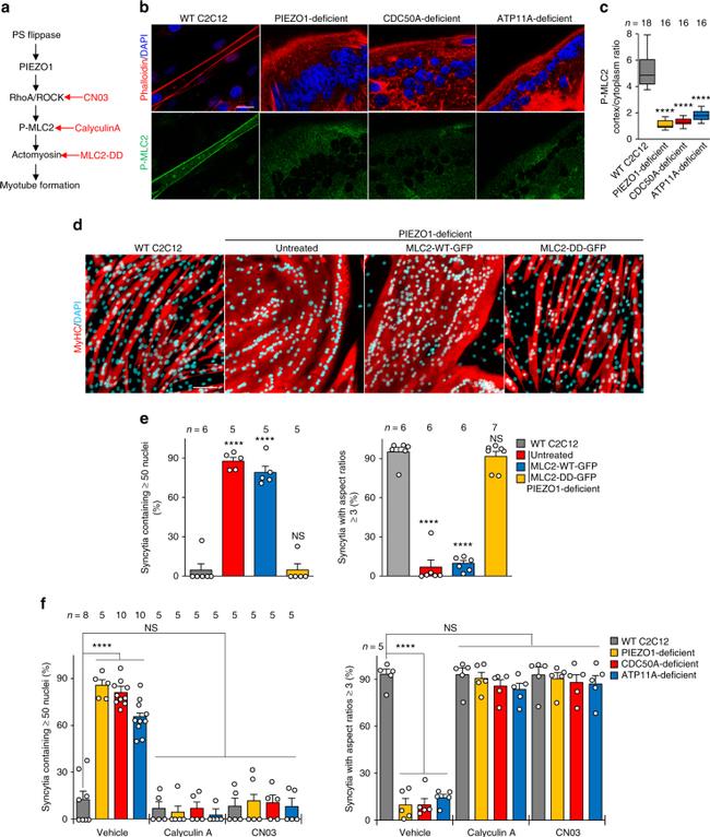 Myosin 4 Antibody in Immunocytochemistry (ICC/IF)