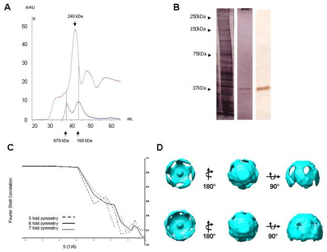 Synaptophysin Antibody in Western Blot (WB)