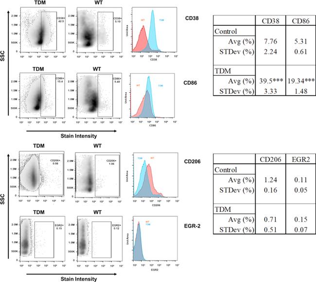 EGR2 Antibody in Flow Cytometry (Flow)