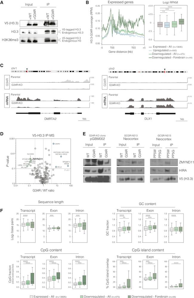 V5 Tag Antibody in Western Blot, Immunoprecipitation (WB, IP)