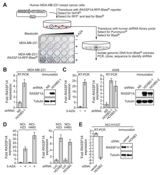 RASSF1A Antibody in Western Blot (WB)